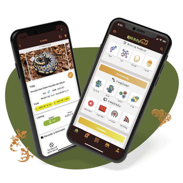 Herpville reptile app home page with community features and reptile listing